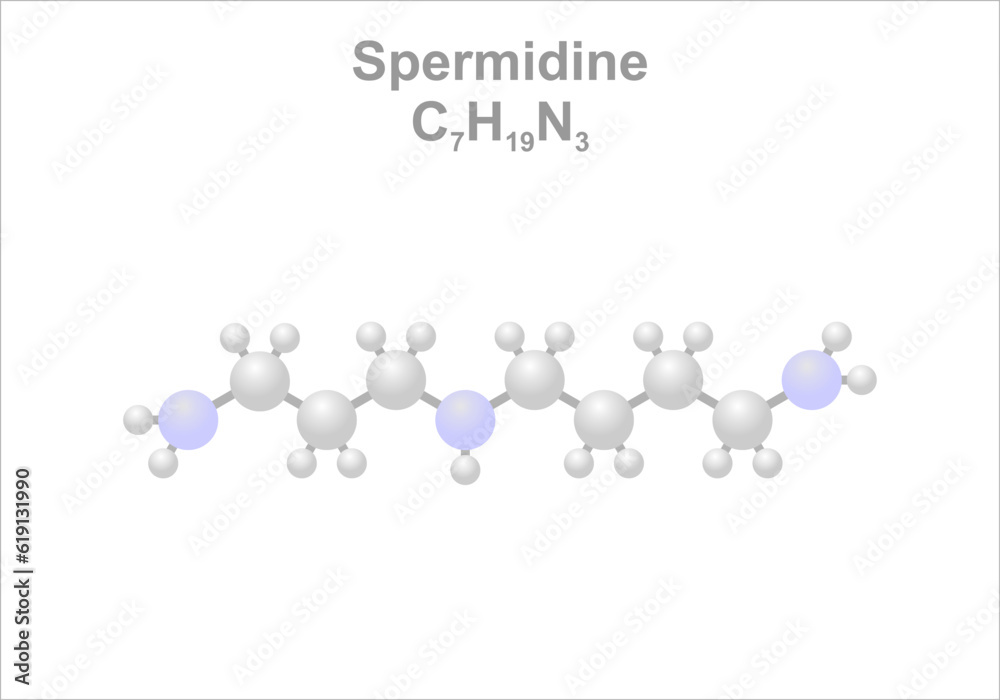 Simplified scheme of the spermidine molecule. Occurs e.g. in wheat germs.