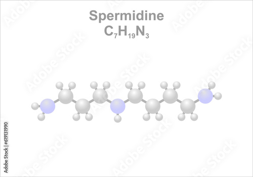 Simplified scheme of the spermidine molecule. Occurs e.g. in wheat germs. photo