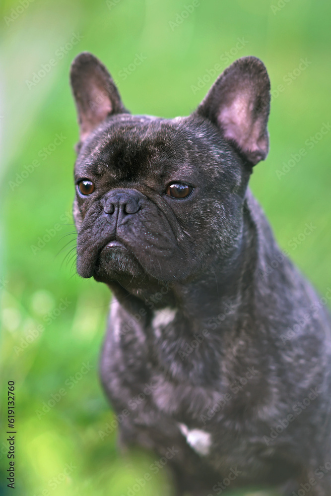 The portrait of a serious brindle French Bulldog posing outdoors in a garden in summer