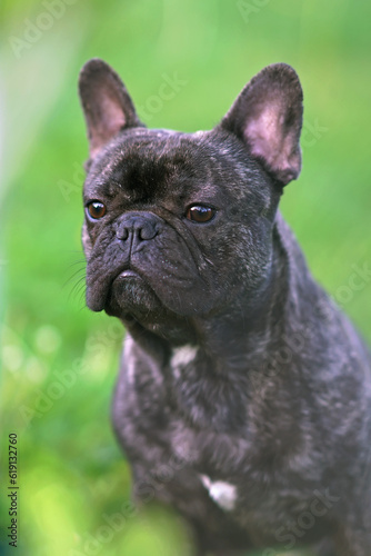 The portrait of a serious brindle French Bulldog posing outdoors in a garden in summer © Eudyptula