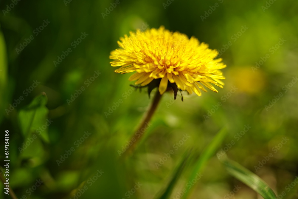 Yellow dandelion flower on blurred green grass background. Yellow dandelion flower on blurred green grass background.