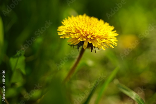 Yellow dandelion flower on blurred green grass background.