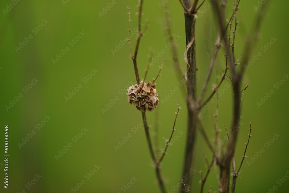 Dry plant bush with thin branches growing in the field. Dry plant bush with thin branches growing in the field.