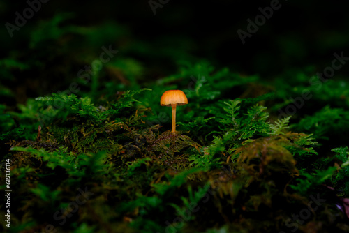 苔ときのこ