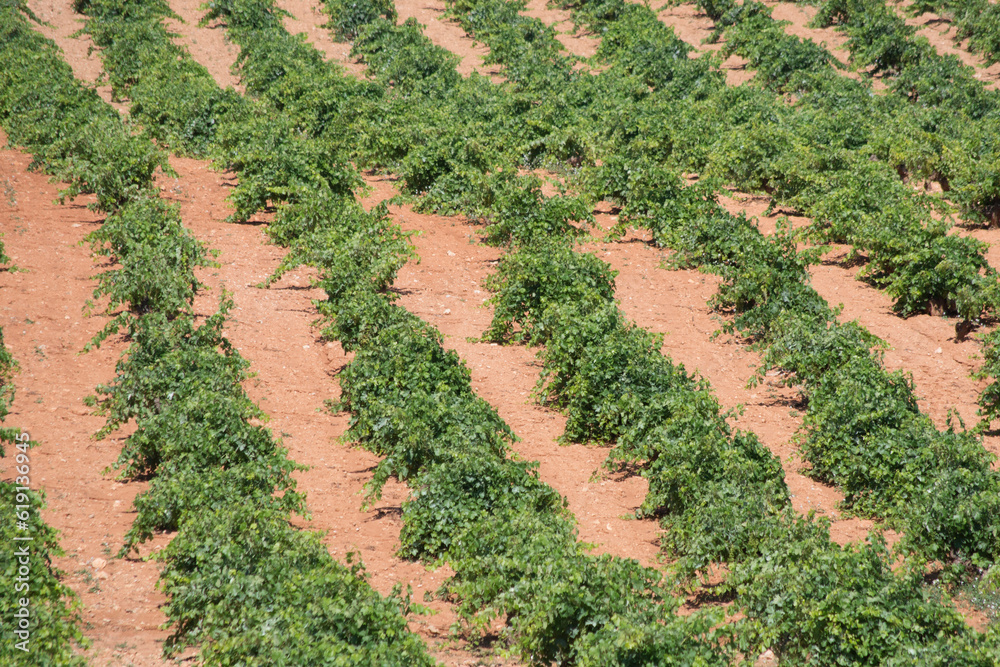 Agricultura, viñedo de uva blanca en España