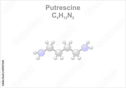Simplified scheme of the putrescine molecule. Causes amongst others the odor of putrefying flesh.
