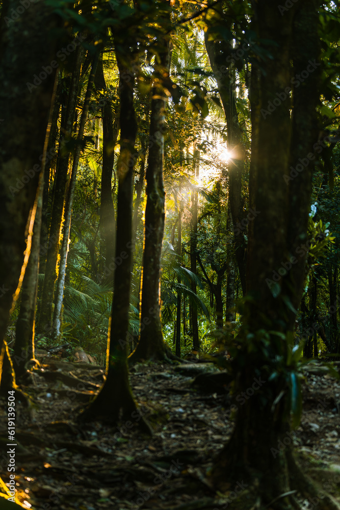 Obraz premium Sunlight in the forest