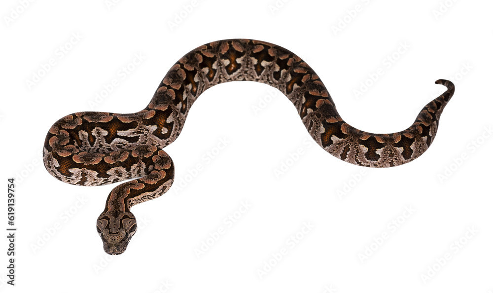 Top view full lenght of Dumeril's boa aka Acrantophis dumerili snake. Isolated cutout on transparent background. Top view full lenght of Dumeril's boa aka Acrantophis dumerili snake. Isolated cutout on transparent background.