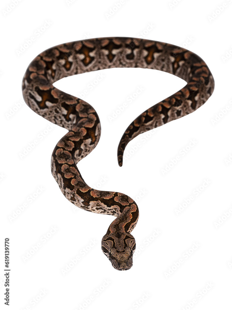 Fototapeta premium Top view full lenght of Dumeril's boa aka Acrantophis dumerili snake. Isolated cutout on transparent background.
