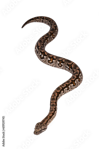 Top view full lenght of Dumeril's boa aka Acrantophis dumerili snake. Isolated cutout on transparent background.