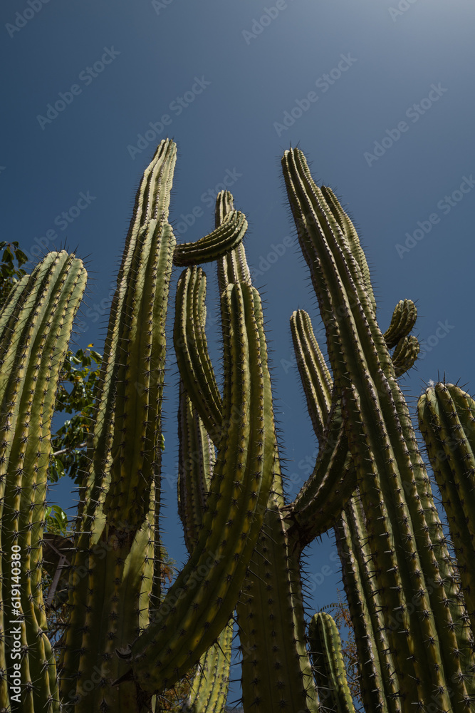 cactus in the desert cactus in the desert