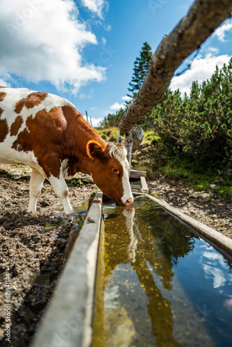 cow drinking some water