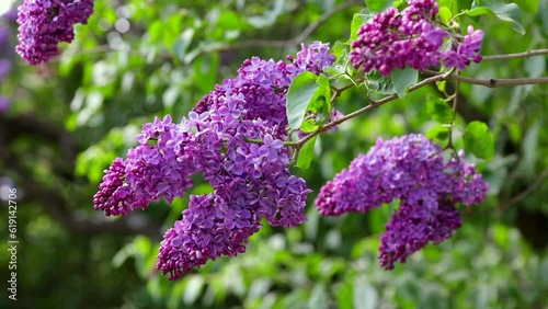 Bunches Of Purple Lilacs Sway In The Wind In Spring. 4k. 60 FPS. ProRes.