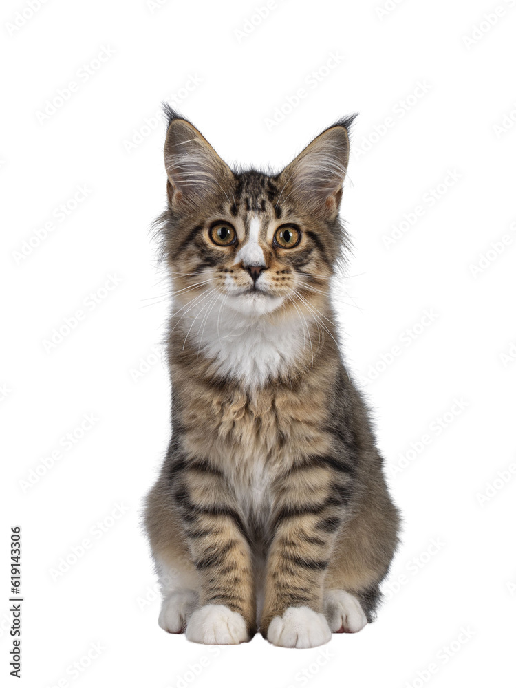 Cute alert brown tabby with white Maine Coon cat kitten, sitting facing front. Looking straight to camera. Isolated cutout on transparent background.