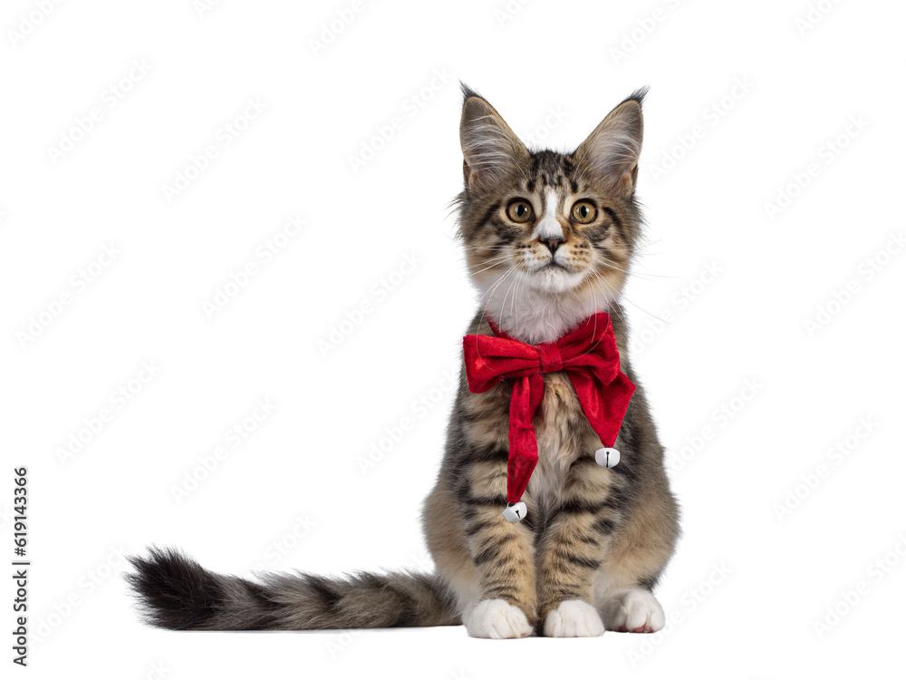 Cute alert brown tabby with white Maine Coon cat kitten, sitting facing front wearing red velvet christmas bow tie. Looking curious straight to camera. Isolated cutout on transparent background.