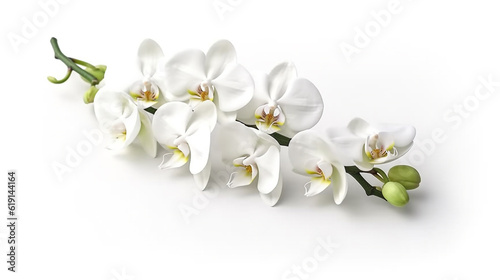 White orchid isolated on white background.Generative Ai.