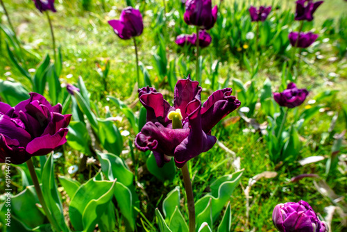 2023 04 09 Parco Sigurta Tulipa gesneriana 19 photo