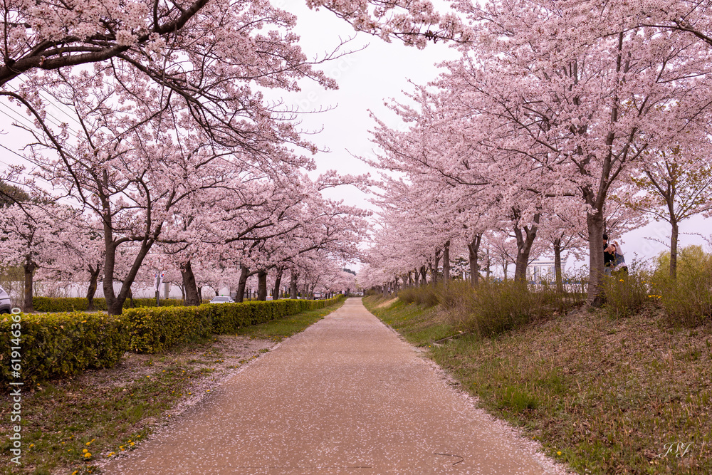 blossom in spring