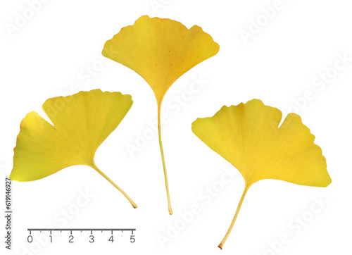 イチョウの葉　10月撮影