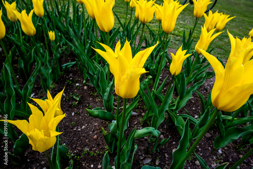 2023 04 09 Parco Sigurta Tulipa Sylvestris photo