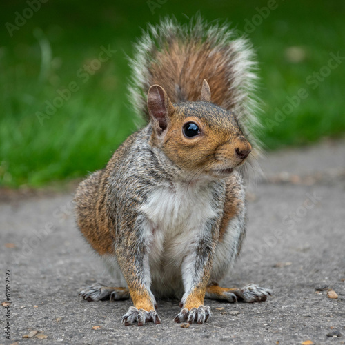 Curious young squirrel © Ben