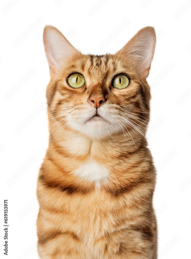 Portrait of a Bengal shorthair cat close-up on a transparent background. Portrait of a Bengal shorthair cat close-up on a transparent background.