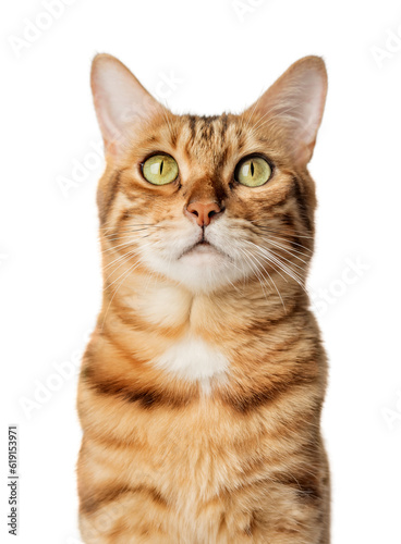 Portrait of a Bengal shorthair cat close-up on a transparent background.