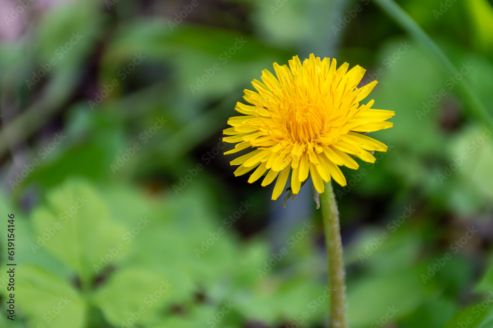 A delicate, yellow dandelion on a summer day A delicate, yellow dandelion on a summer day