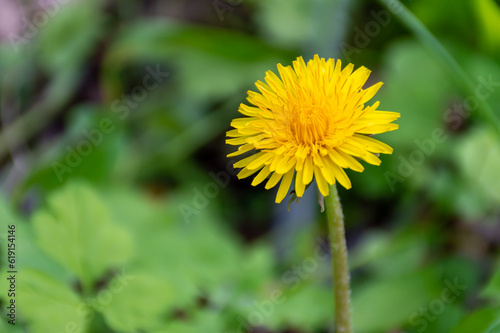 A delicate, yellow dandelion on a summer day