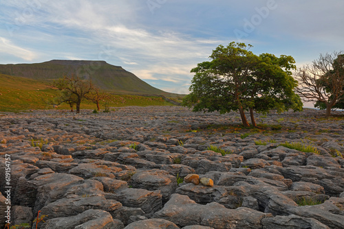 Trees growing out of Limestone Pavement at Souterscales nature reserve, Yorkshire Dales. England, UK.
