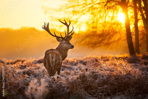Leinwand Poster Red Deer in morning Sun.