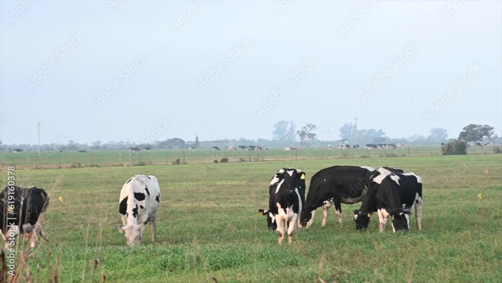 Misty Serenity: Cows Grazing in the Argentine Countryside with Enchanting Foggy Horizon Misty Serenity: Cows Grazing in the Argentine Countryside with Enchanting Foggy Horizon