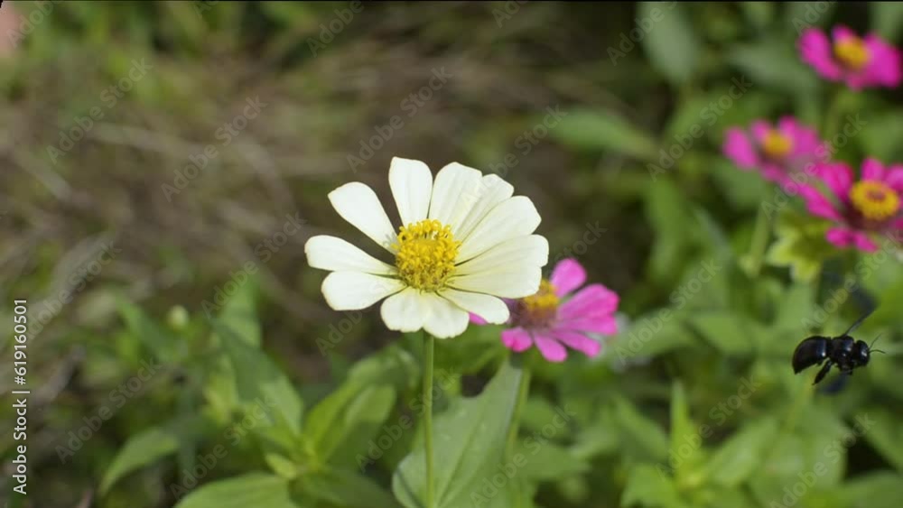 Video wild bee collects nectar and pollinates the flowers, ecology video FHD Video wild bee collects nectar and pollinates the flowers, ecology video FHD
