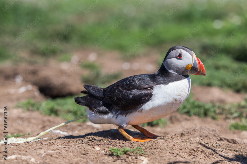 Puffin Poop - Puffin taking a poo on the cliffs Puffin Poop - Puffin taking a poo on the cliffs