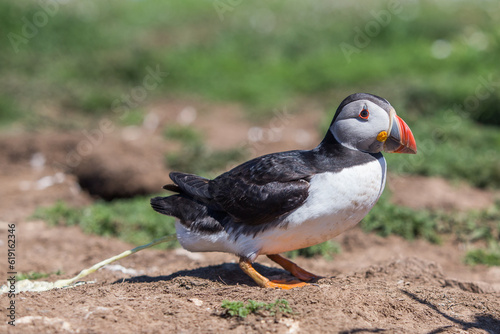 Puffin Poop - Puffin taking a poo on the cliffs  © JTP Photography