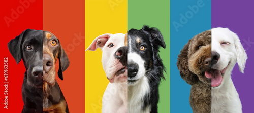 Fototapeta Naklejka Na Ścianę i Meble -  LGBT flag dog banner. Pride month celebrate and World peace concept