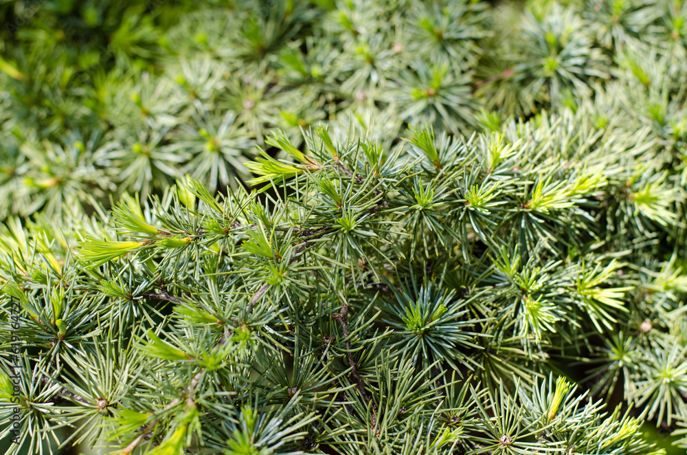 Conifer tree. The needles were eaten. Pine forest. Macro photo. Christmas tree. Conifer tree. The needles were eaten. Pine forest. Macro photo. Christmas tree.