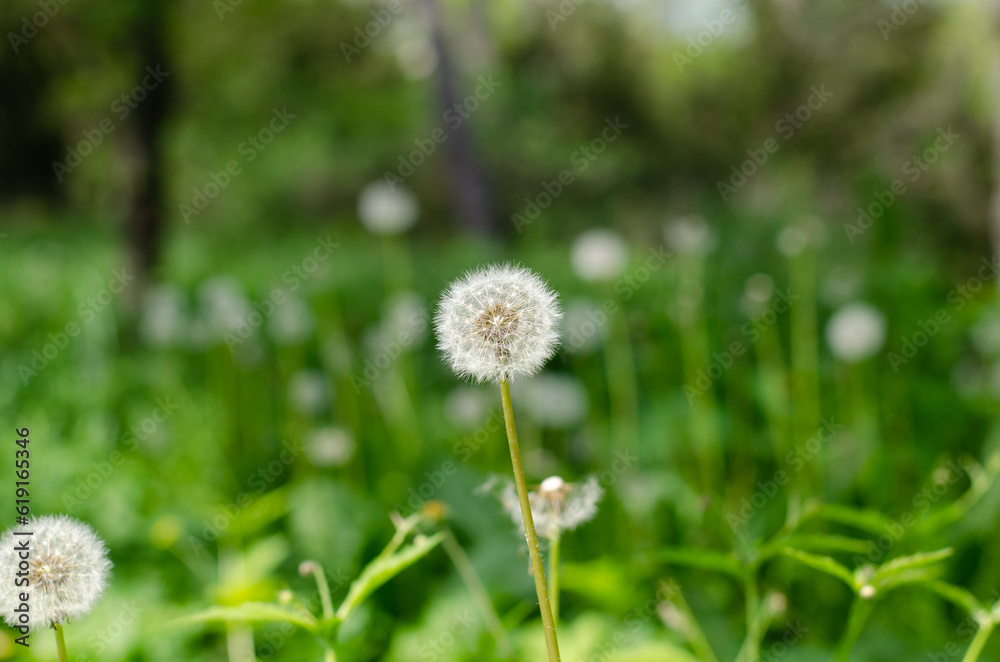 Dandelion. A girl holds a bouquet of flowers. Taraxacum. Dandelion. A girl holds a bouquet of flowers. Taraxacum.