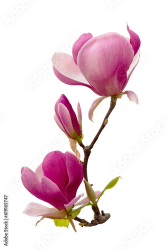 Magnolia Soulangeana flower isolated transparent background  PNG