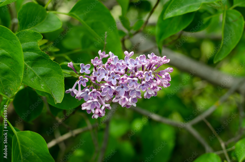 Lilac inflorescence. Olive family. Syringa vulgaris. Macro photo of spring flowers. Purple and pink flowers. Lilac inflorescence. Olive family. Syringa vulgaris. Macro photo of spring flowers. Purple and pink flowers.