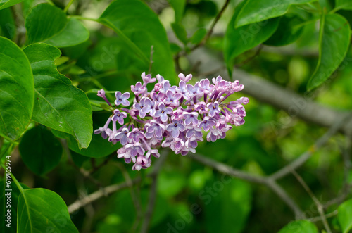 Lilac inflorescence. Olive family. Syringa vulgaris. Macro photo of spring flowers. Purple and pink flowers. © Ярослав Марценюк