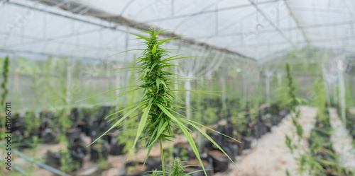 Green Hemp marijuana or cannabis leaves in the hydroponic water drop system garden farm, Herbs for alternative treatment