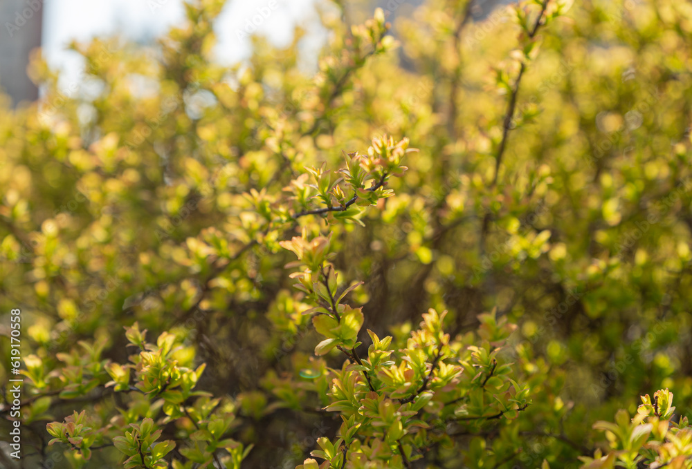 Spring Branch, Young Tree Leaves on Blur Background, Spring Twig with New Green Leaves Spring Branch, Young Tree Leaves on Blur Background, Spring Twig with New Green Leaves