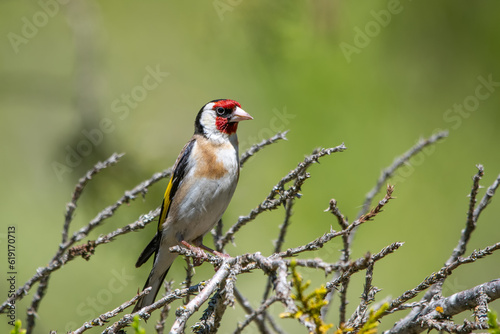 Saka » European Goldfinch » Carduelis carduelis