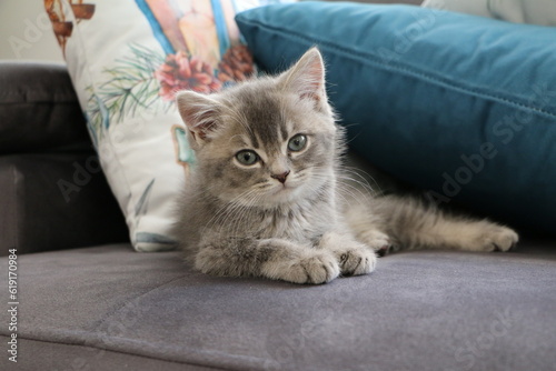 kitten british shorthair cat 