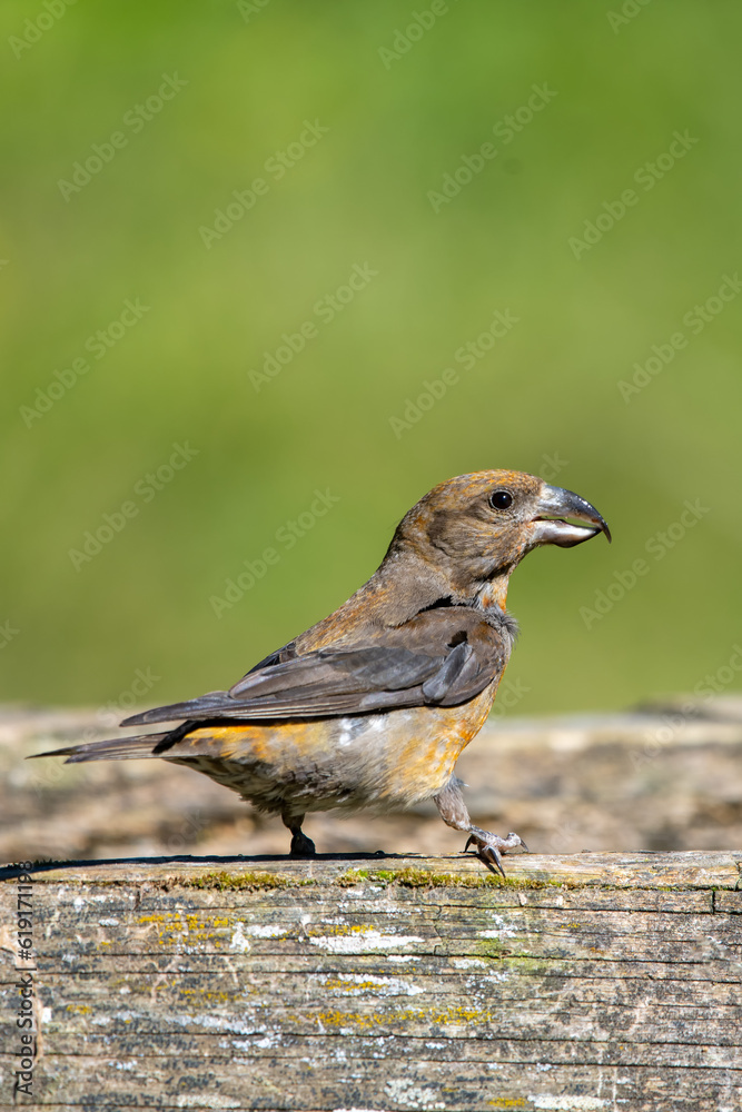 Çaprazgaga » Red Crossbill » Loxia curvirostra Çaprazgaga » Red Crossbill » Loxia curvirostra
