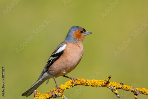 İspinoz » Common Chaffinch » Fringilla coelebs © Yasin