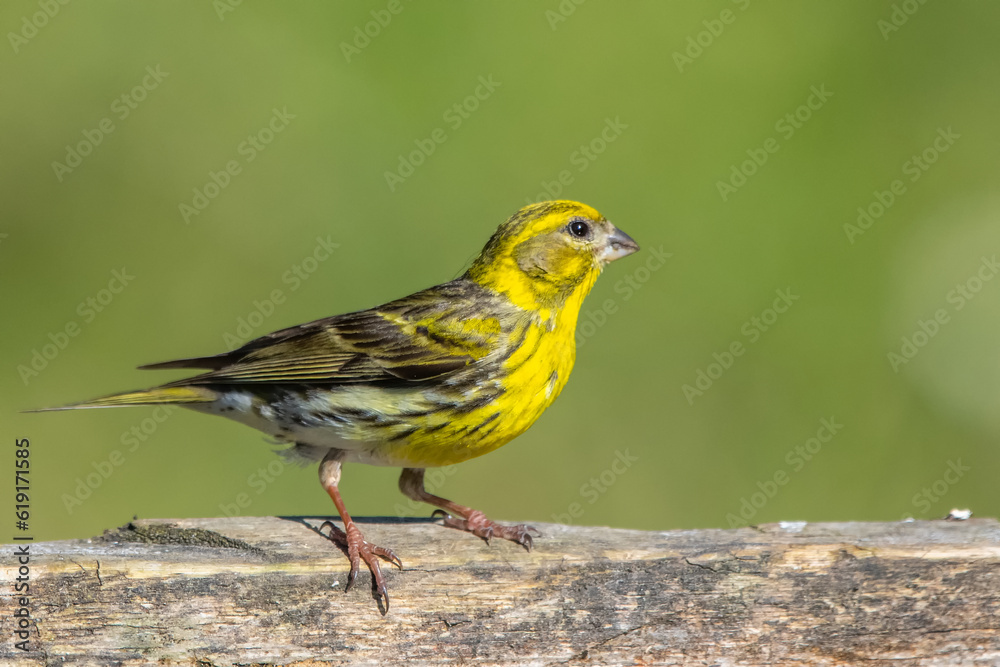 Küçük iskete » European Serin » Serinus serinus Küçük iskete » European Serin » Serinus serinus