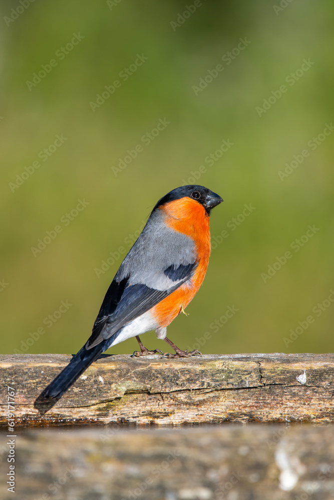 Şakrak » Eurasian Bullfinch » Pyrrhula pyrrhula Şakrak » Eurasian Bullfinch » Pyrrhula pyrrhula