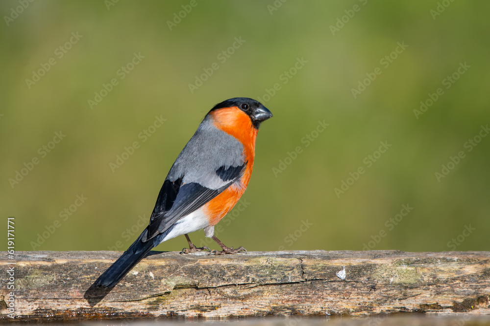 Şakrak » Eurasian Bullfinch » Pyrrhula pyrrhula Şakrak » Eurasian Bullfinch » Pyrrhula pyrrhula